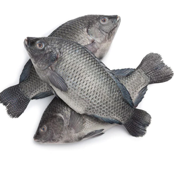 Frozen Tilapia Fish 300-500 (Gutted & Scaled) 2.5kg
