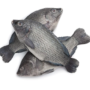 Frozen Tilapia Fish 300-500 (Gutted & Scaled) 2.5kg