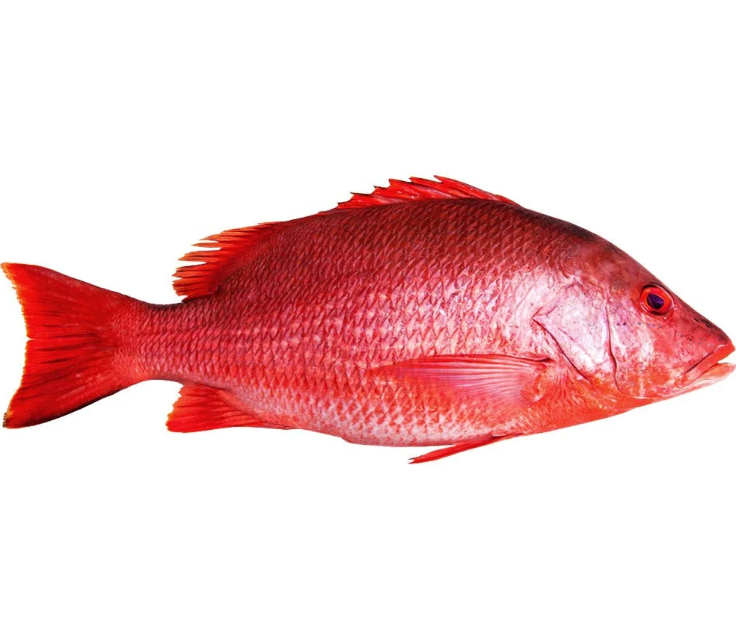 red snapper fish